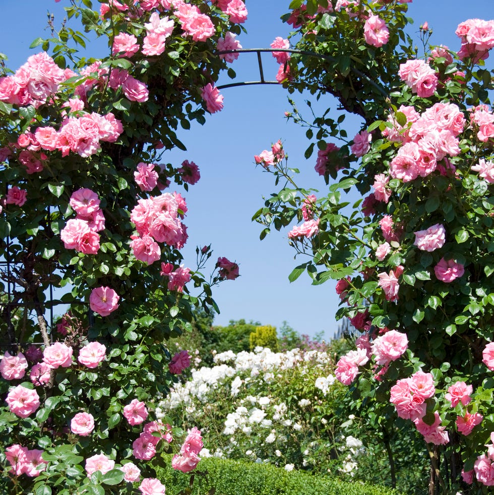 Gate of Pink Roses Gate of Pink Roses - garden arch