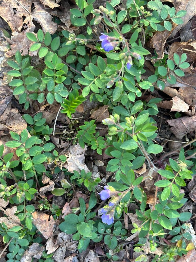 Jacob’s Ladder, Trout Lily, & Rue Anemone!
