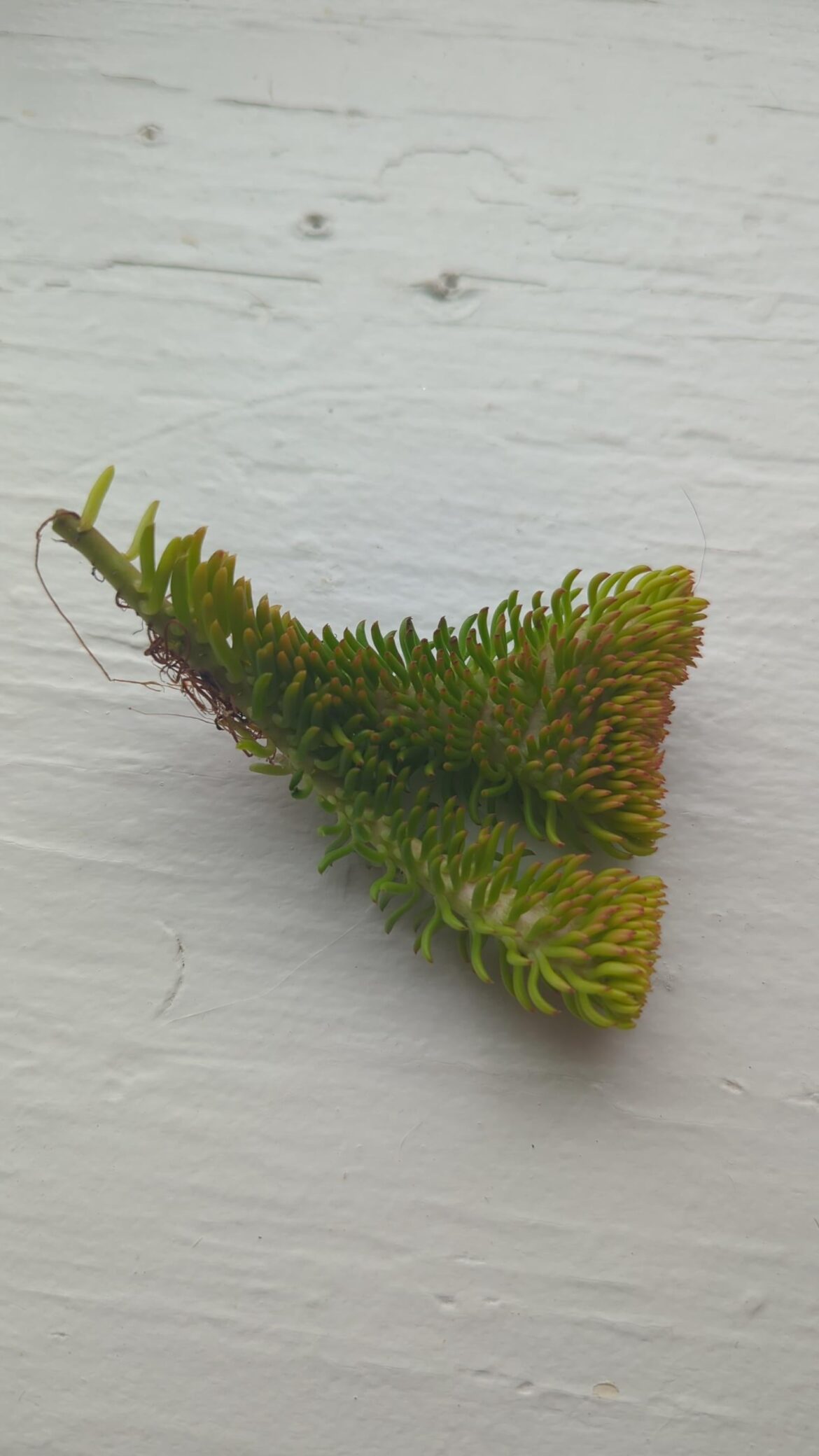 Pulled this fascinating prop out of some stonecrop I bought last weekend