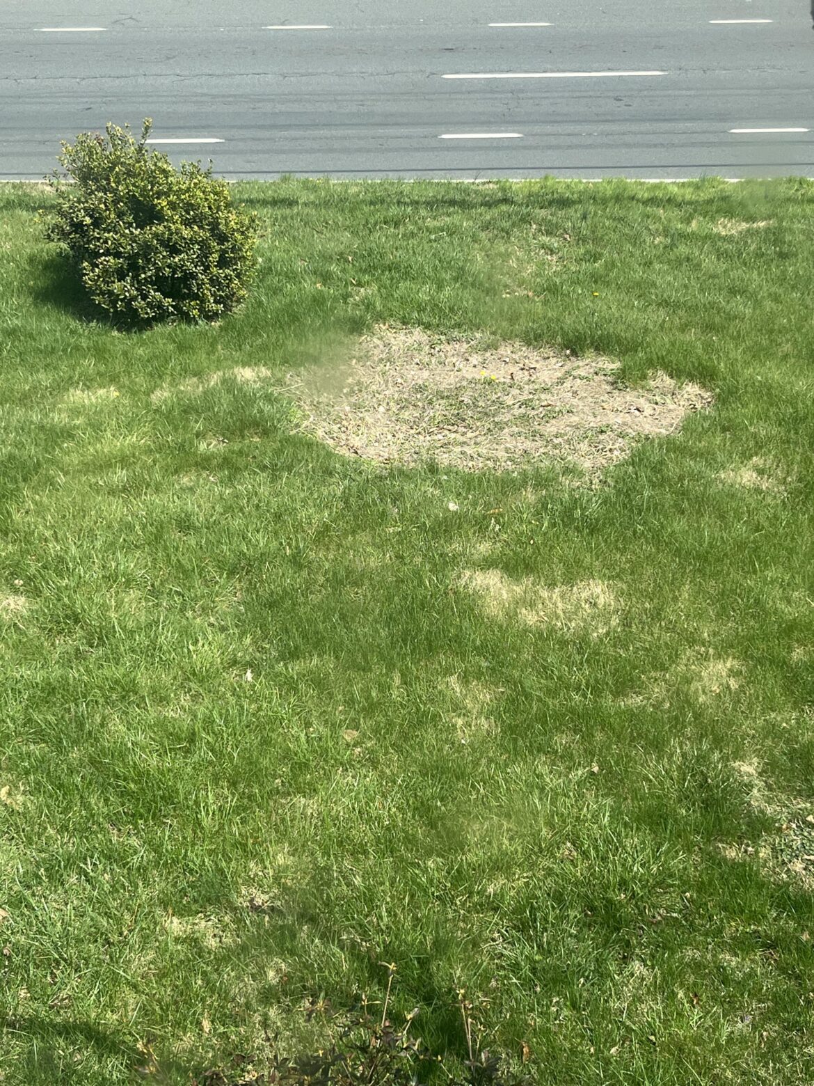 Why is this dead spot on my lawn?