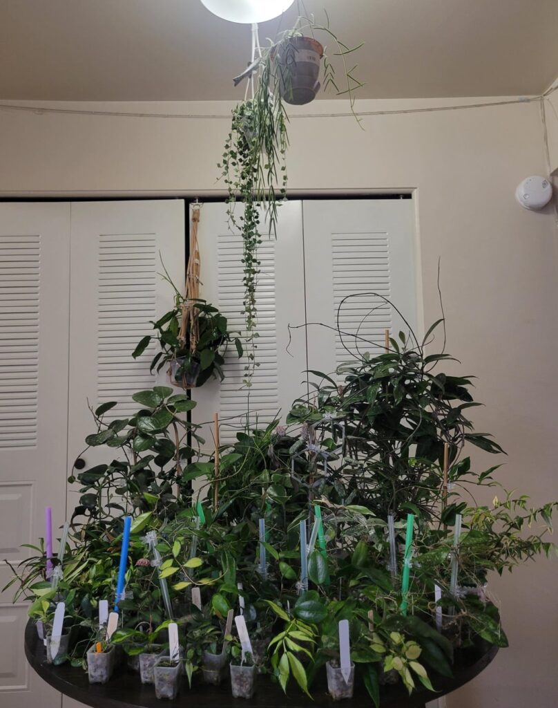Hoya Family Photo