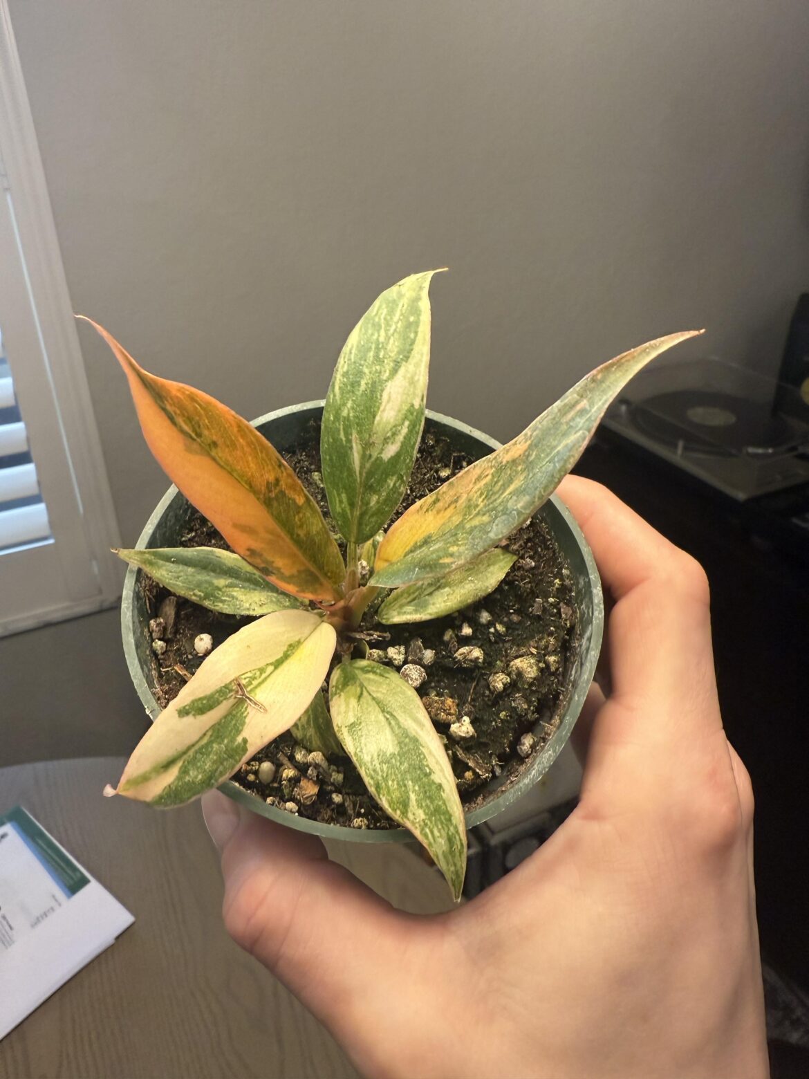 I finally got one of my dream plants 😍 philodendron caramel marble (and it’s supposed to be the new red form)