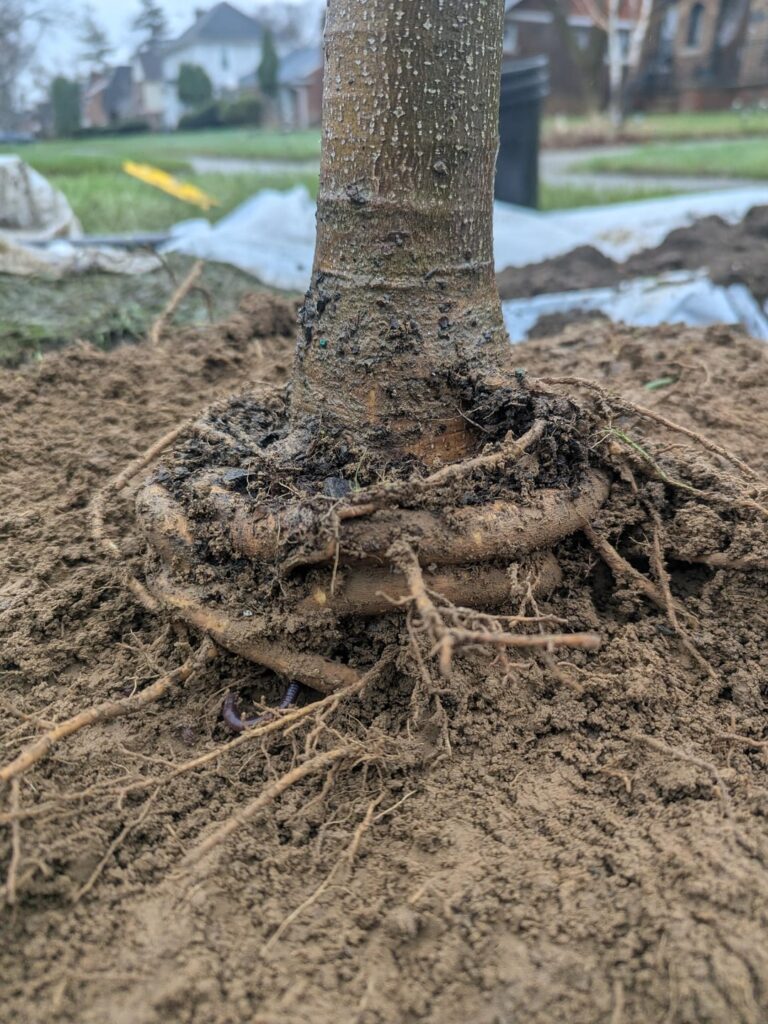 Always insist on seeing the root flare before purchasing a tree!