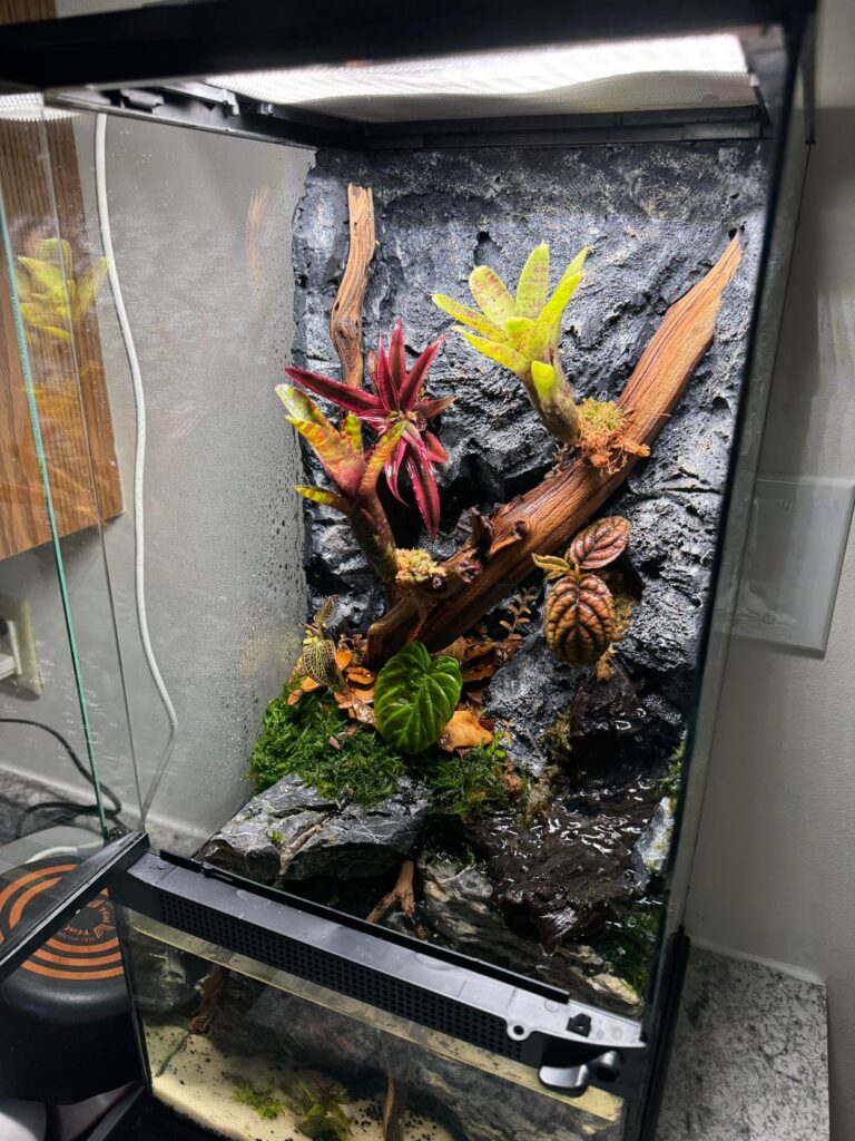 First paludarium build