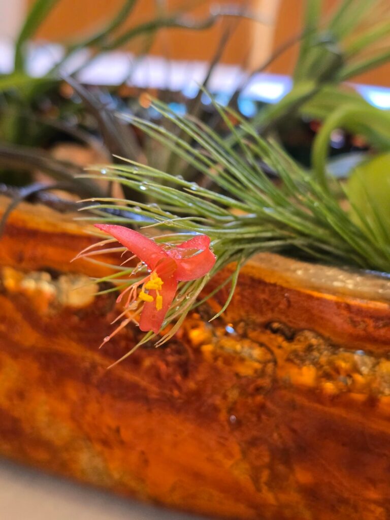 She flowered today ❤️