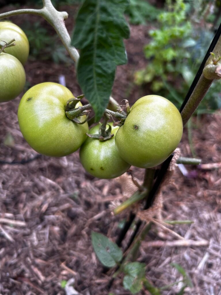 Black and brown spots on tomatoes Black and brown spots on tomatoes