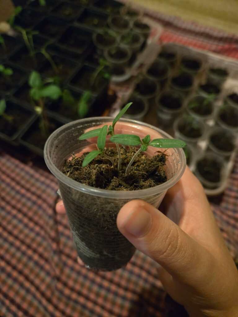 How do I tell if my tomato sprouts are leggy?
