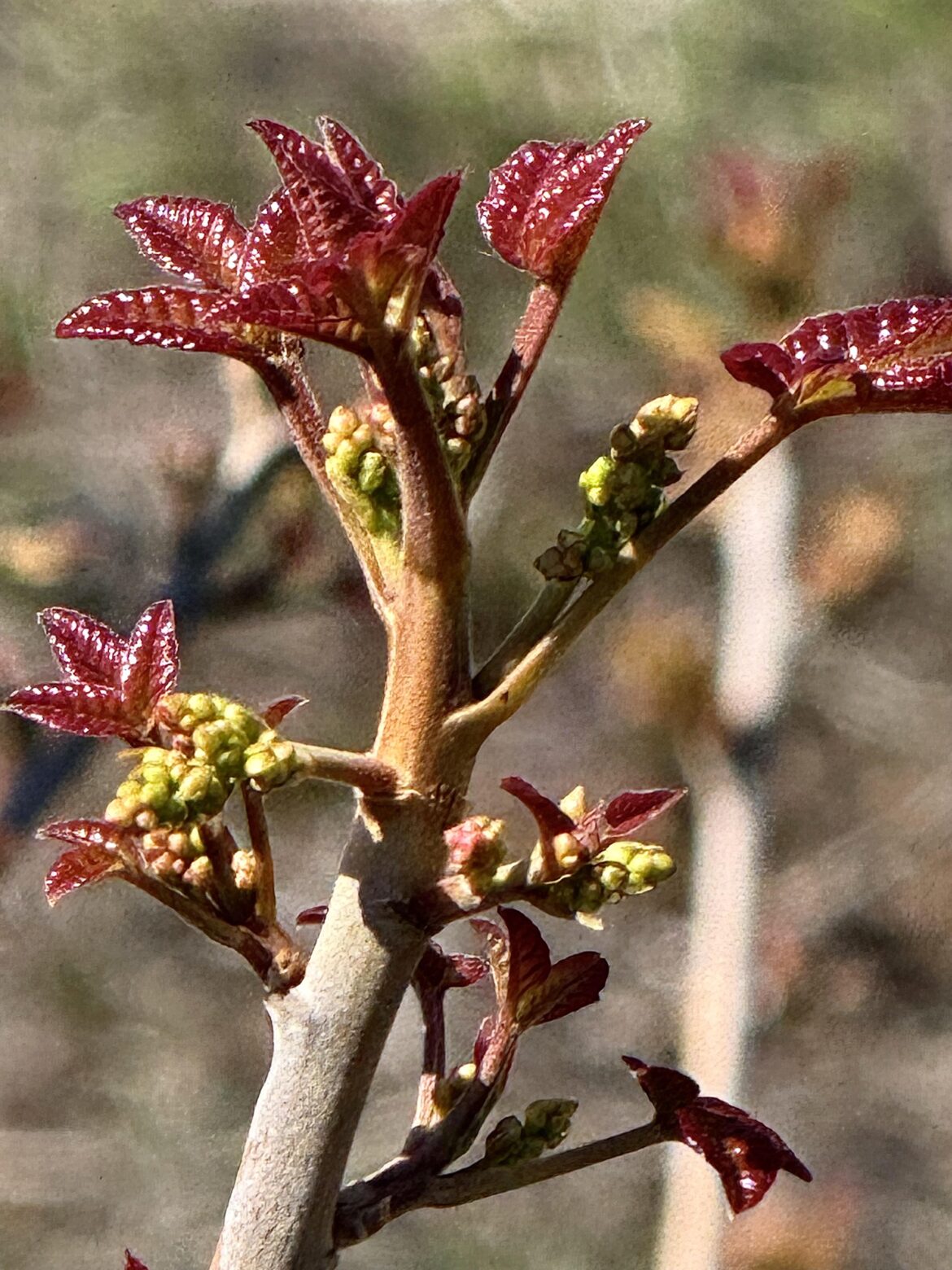 Poison oak, beware