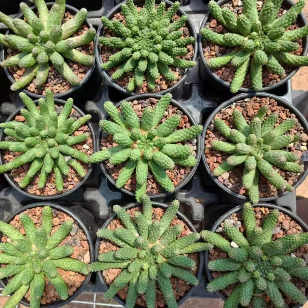 Euphorbia esculenta