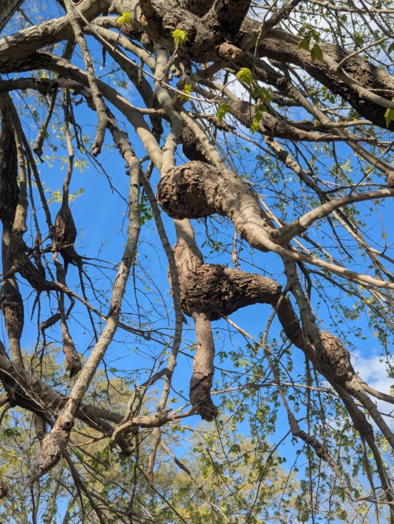 What are these nodes/growths on the elbow joints of many of these tree branches?