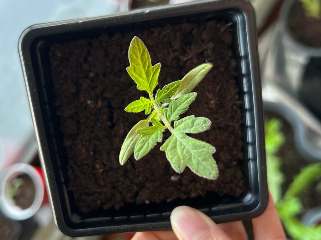 Update on pale seedling leaves from last week! Update on pale seedling leaves from last week!