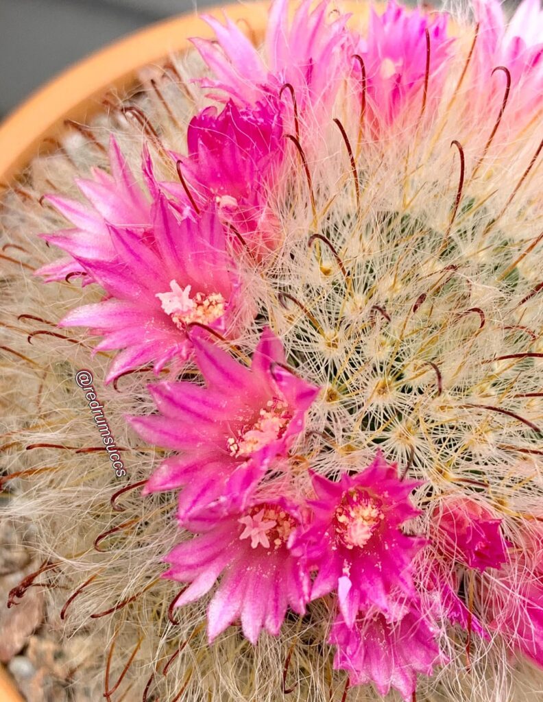 Mammi blooms