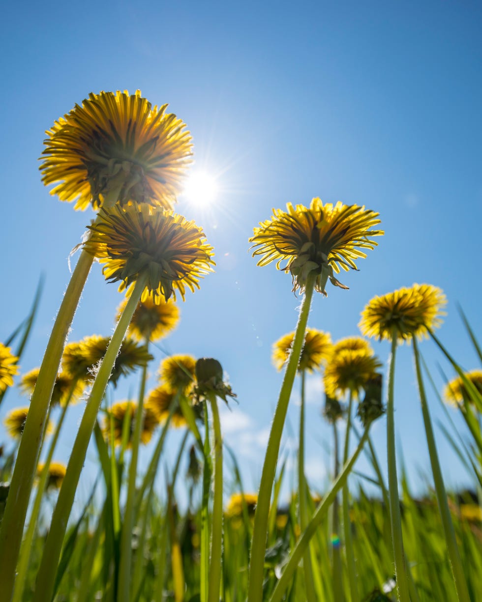 Dandelions streching fowards the sun dandelions streching fowards the sun