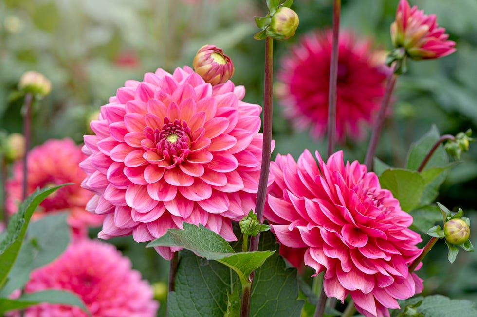 closeup image of the beautiful summer flowering peachcoral coloured aposdecorativeapos dahlia aposamerican dawnapos flower
