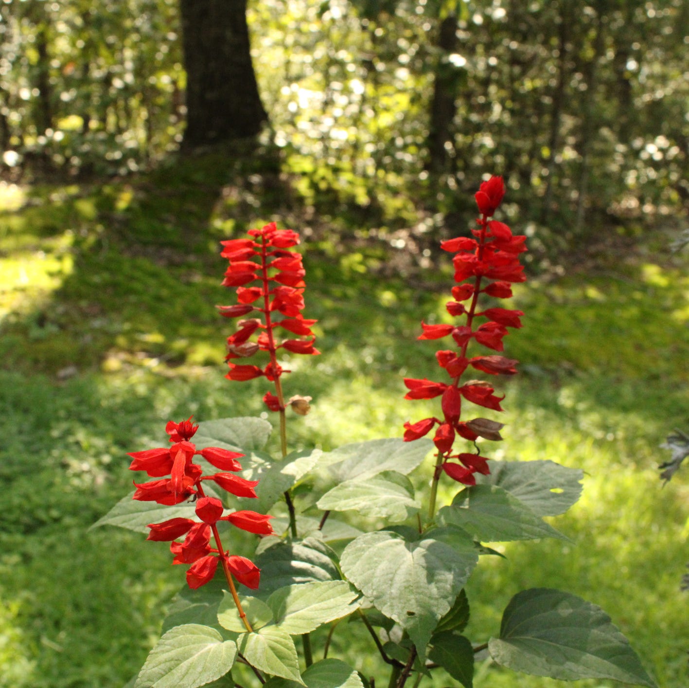 cardinal flower is loaded with intense red flowers along tall stems reaching 4 inches tall