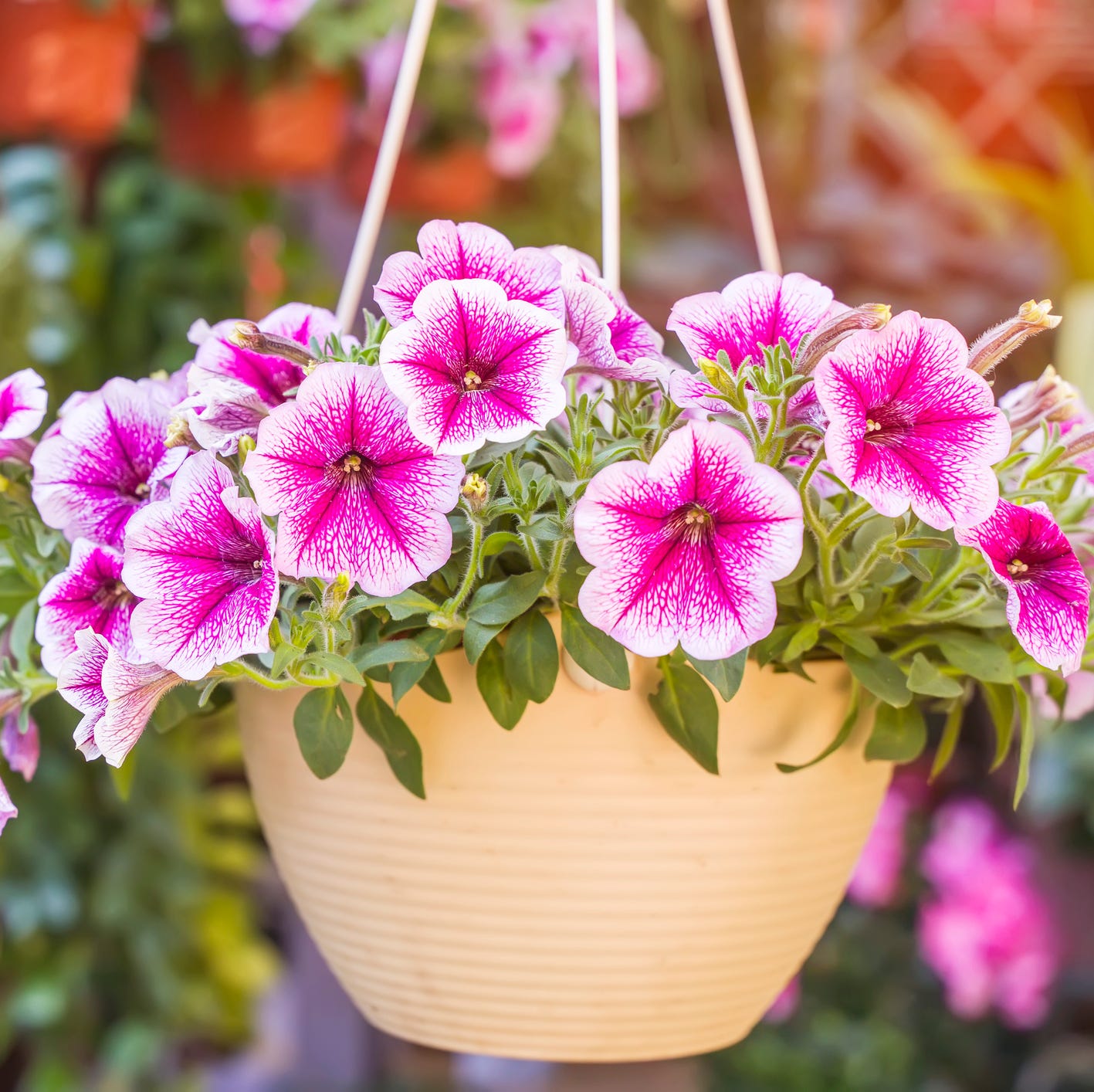 colourful petunia flowers hanging in garden