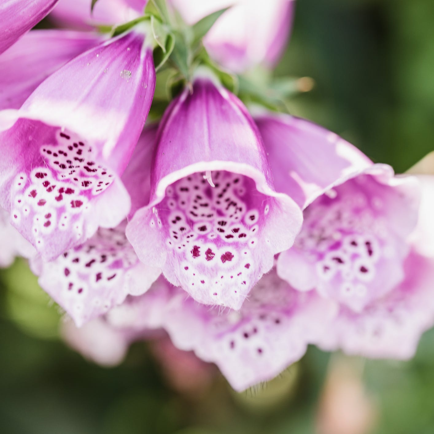 purple foxglove flower field