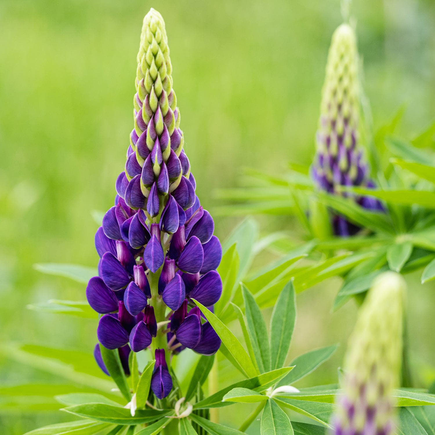 macro shot of blooming purple lupine flowers on natural blurred background