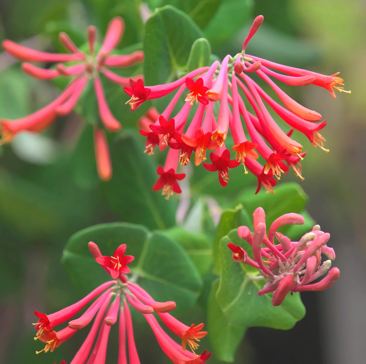 major wheeler honeysuckle vine is a major attraction for hummingbirds.