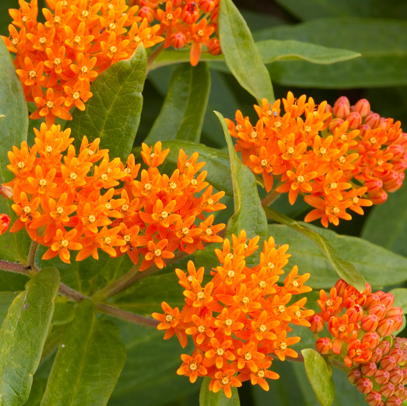 clusters of orange butterfly weed flowers amongst its green leaves.