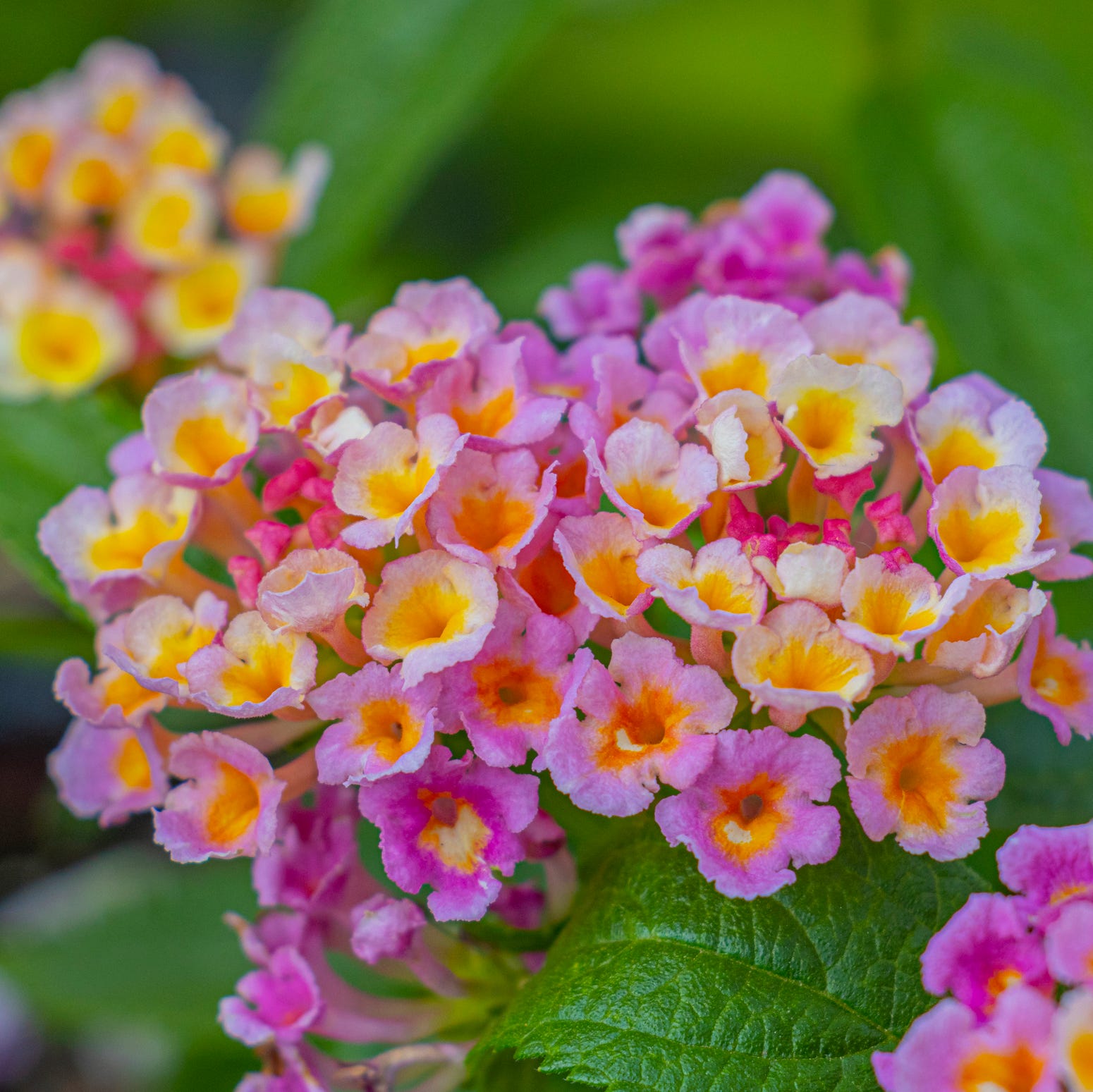 cluster of small multi colored flowers in bloom.
