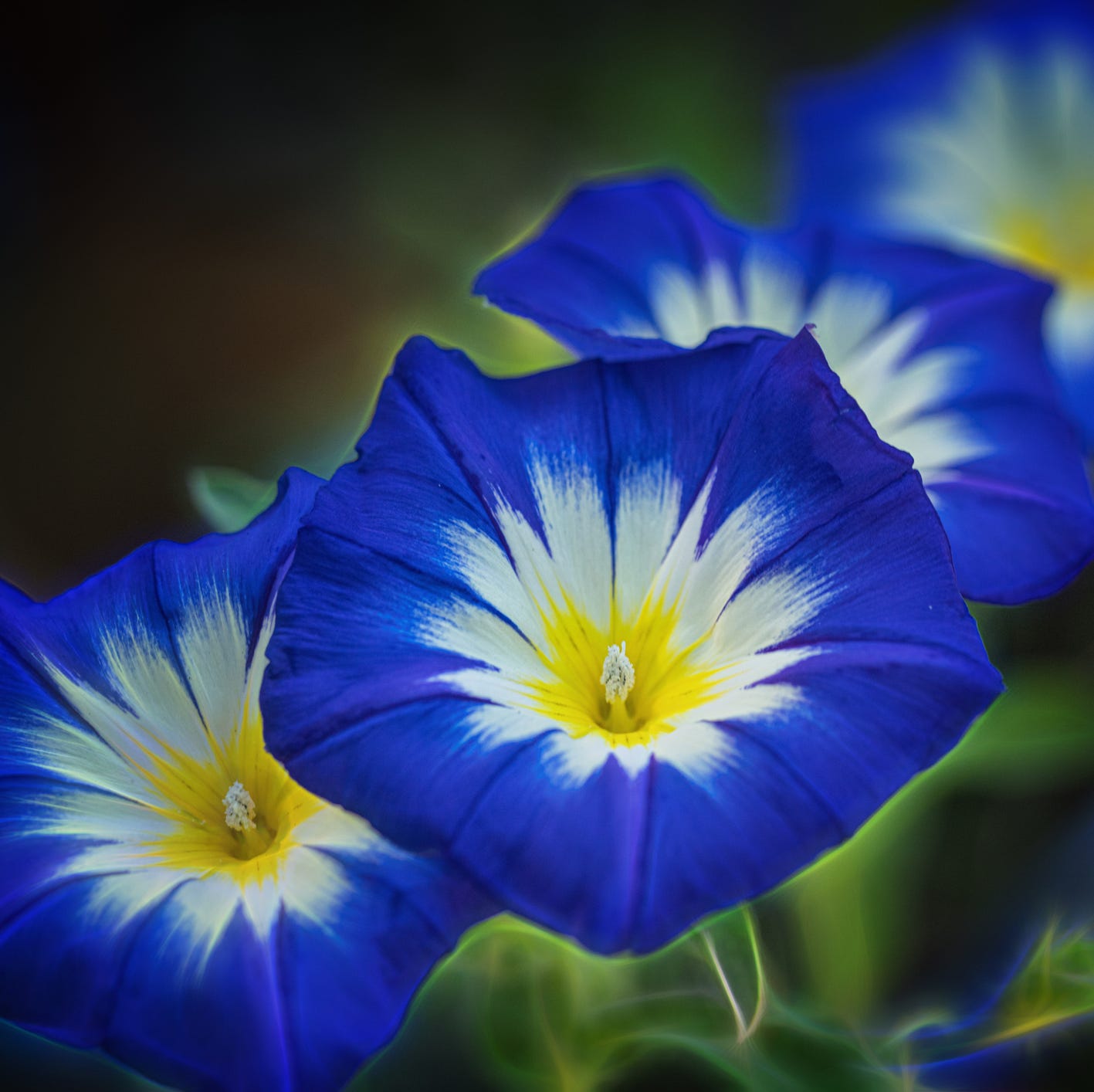 morning glory plant