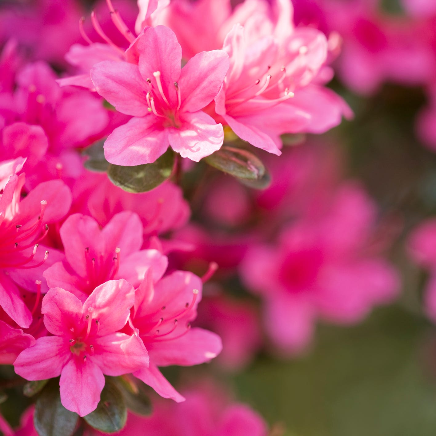 pink azaleas