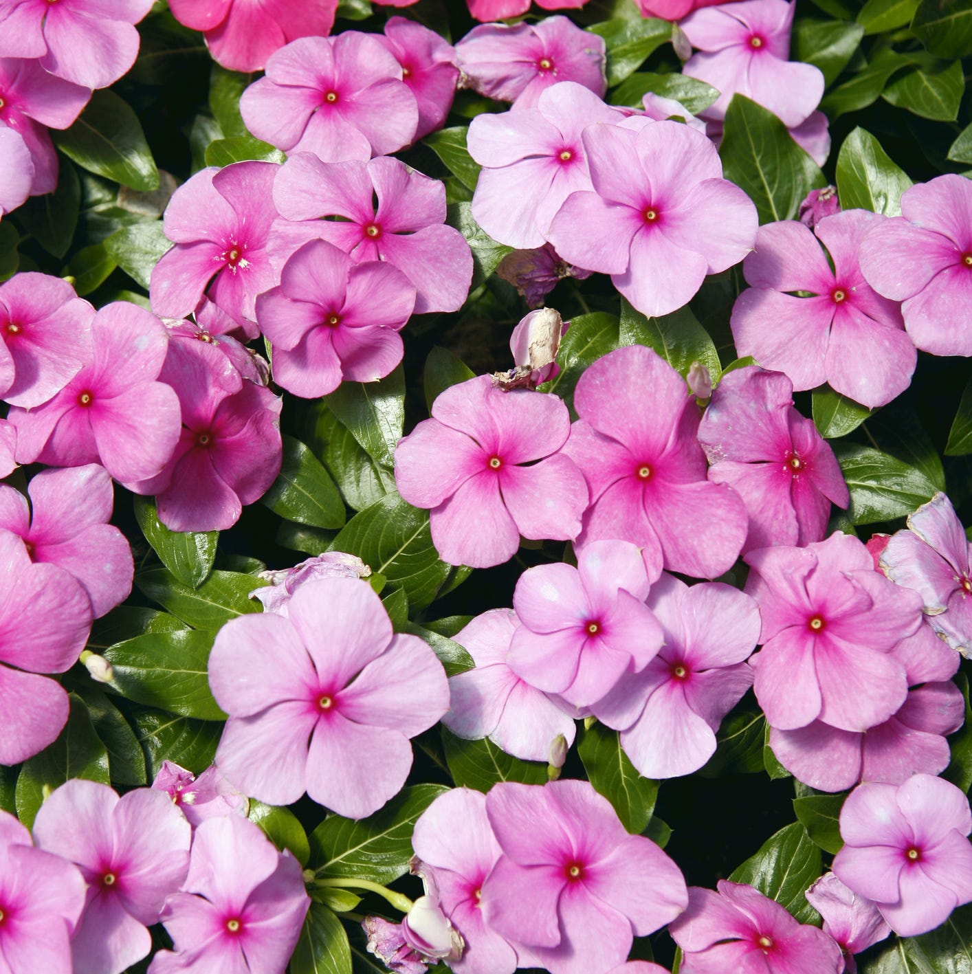 close up of spring flowers.