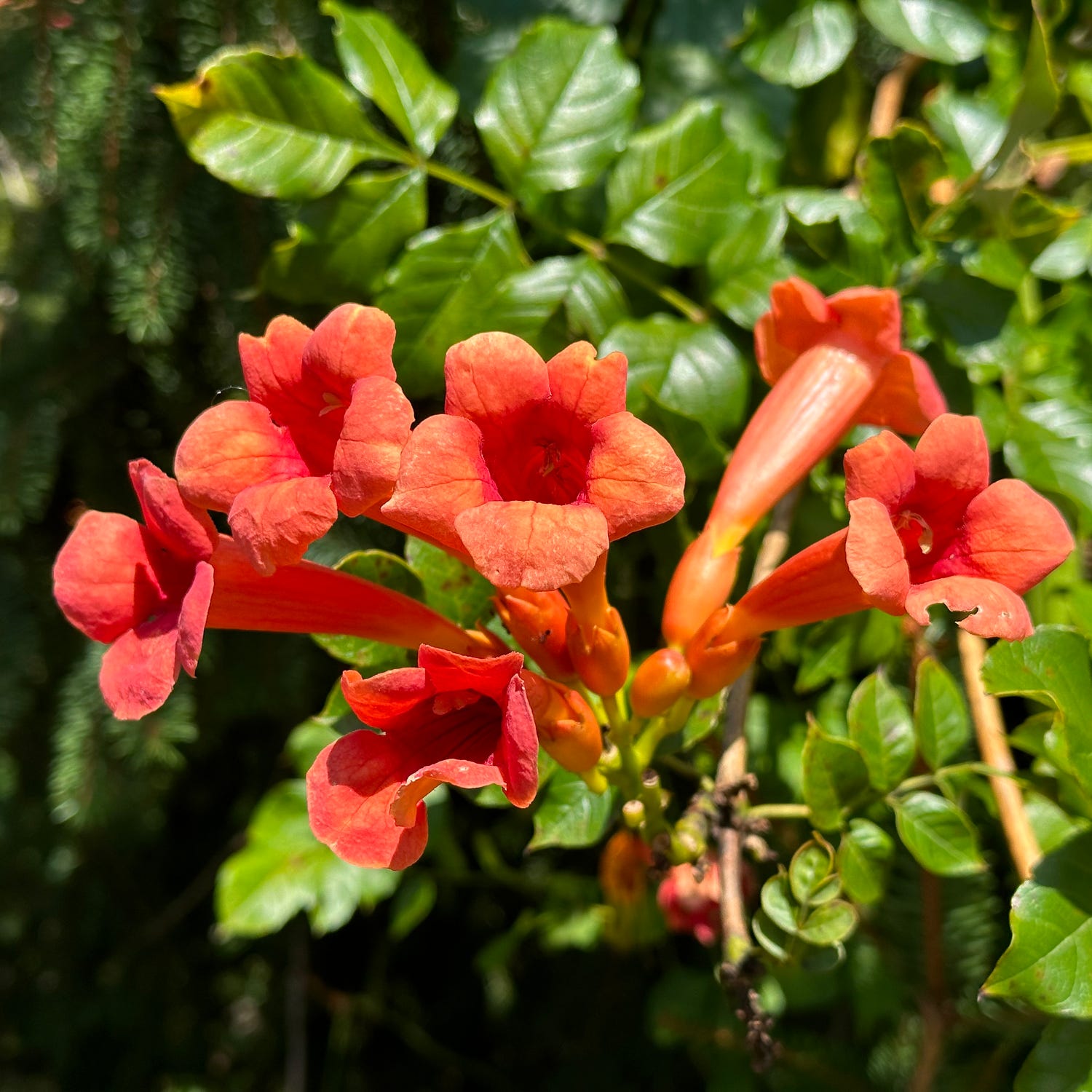 trumpet vine in full bloom.
