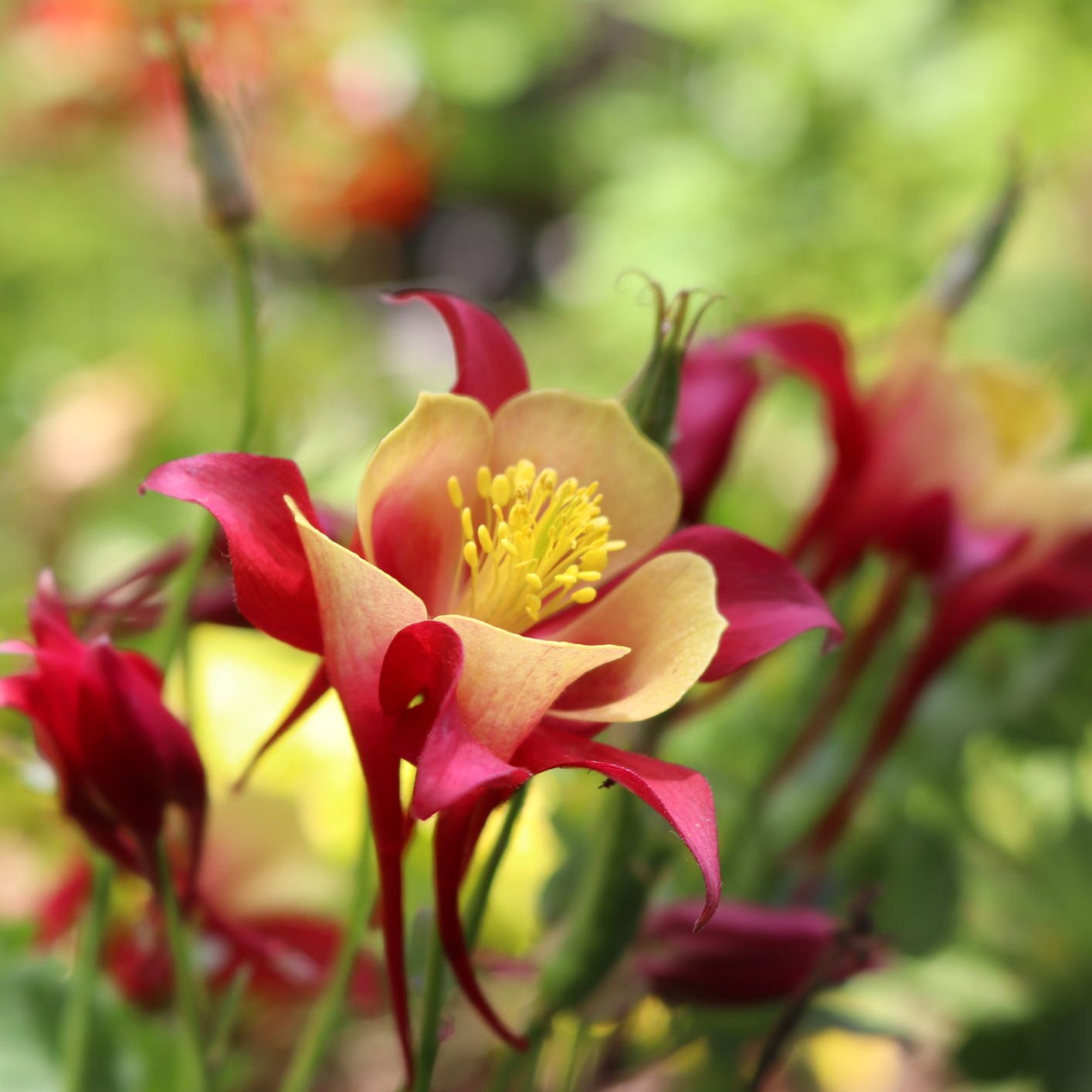 marvelous blooms of aquilegia aka columbine dressed in pink and white.