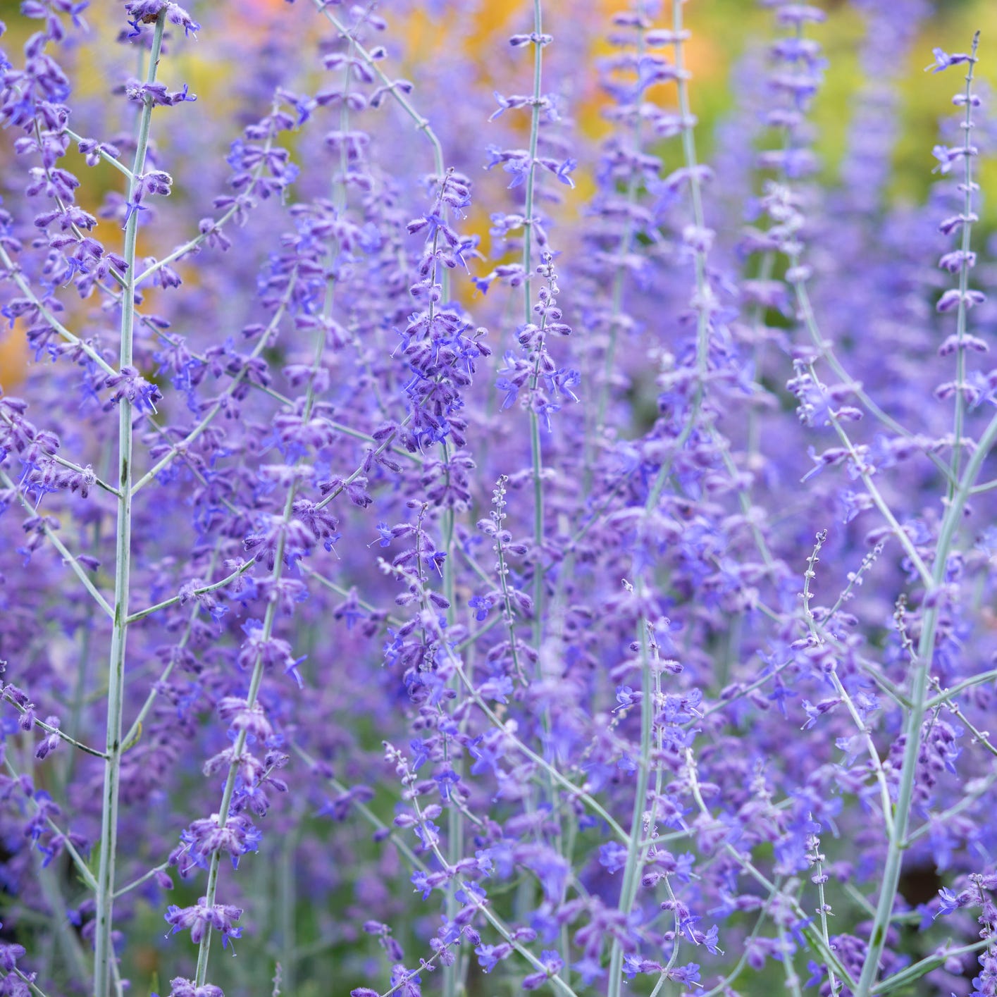 a woody perennial plant with silvery stems and blue flowers