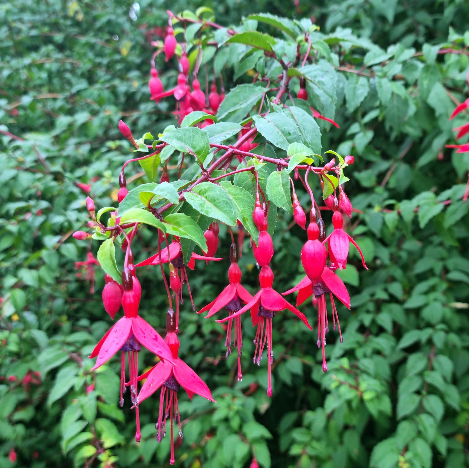 hummingbird fuchsia or hardy fuchsia (fuchsia magellanica) flowering in the small town of birr, central ireland.