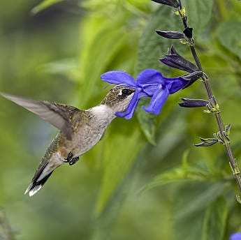 ruby throated hummingbird feeding on salvia guaratica
