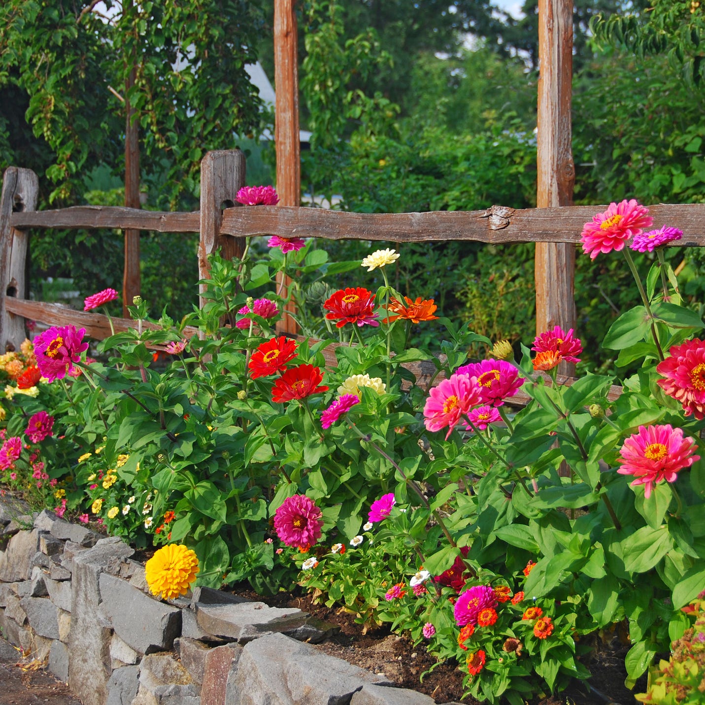 zinnias