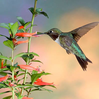 the ruby throated hummingbird archilochus colubris is a species of hummingbird as with all hummingbirds, this species belongs to the family trochilidae and is currently included in the order apodiformes this small animal is the only species of hummingbird that regularly nests east of the mississippi river in north america