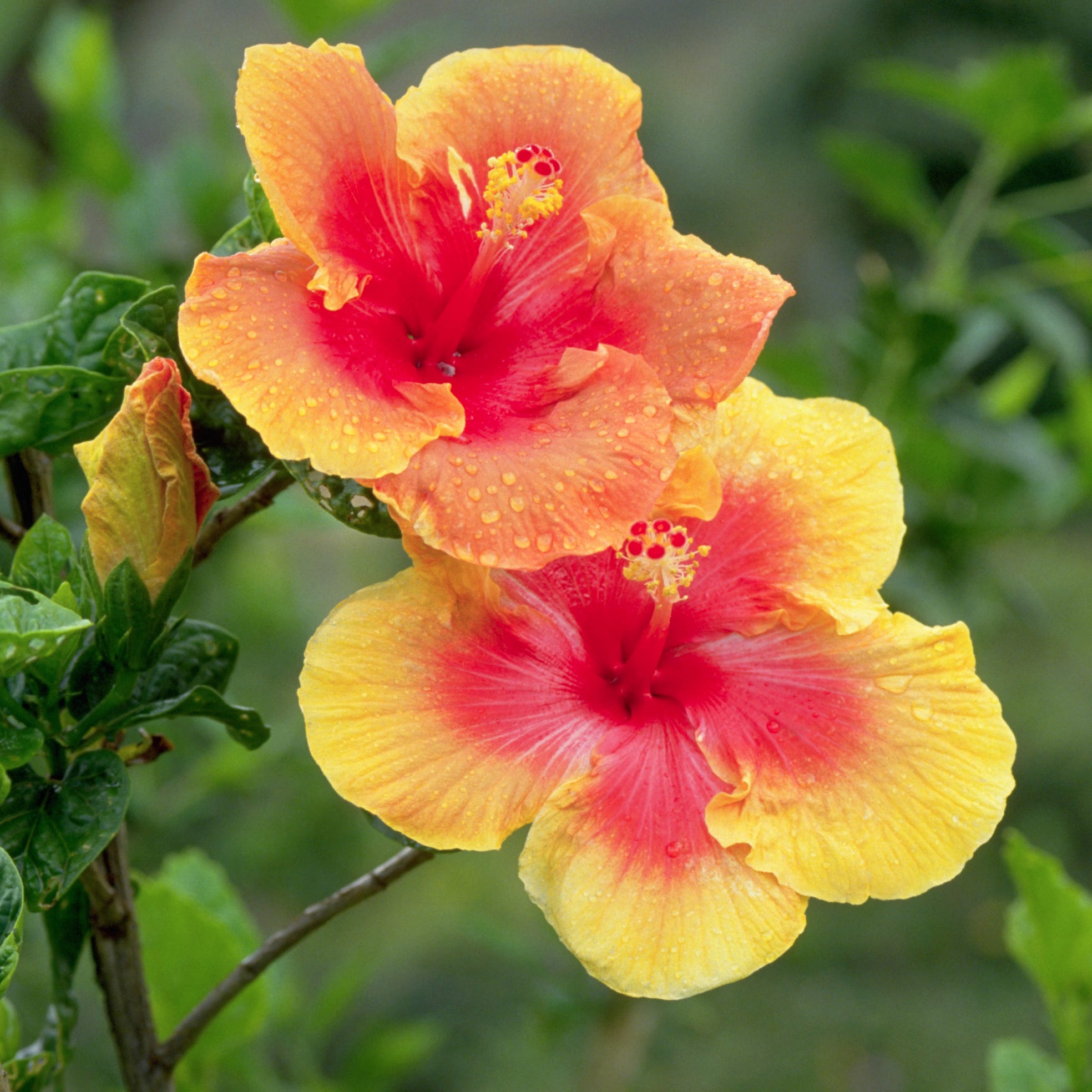 hibiscus flowers