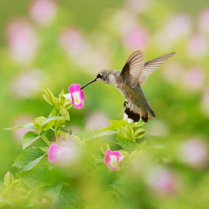 the ruby throated hummingbird archilochus colubris is a species of hummingbird that generally spends the winter in central america and migrates to eastern north america for the summer to breed it is by far the most common hummingbird seen east of the mississippi river in north america