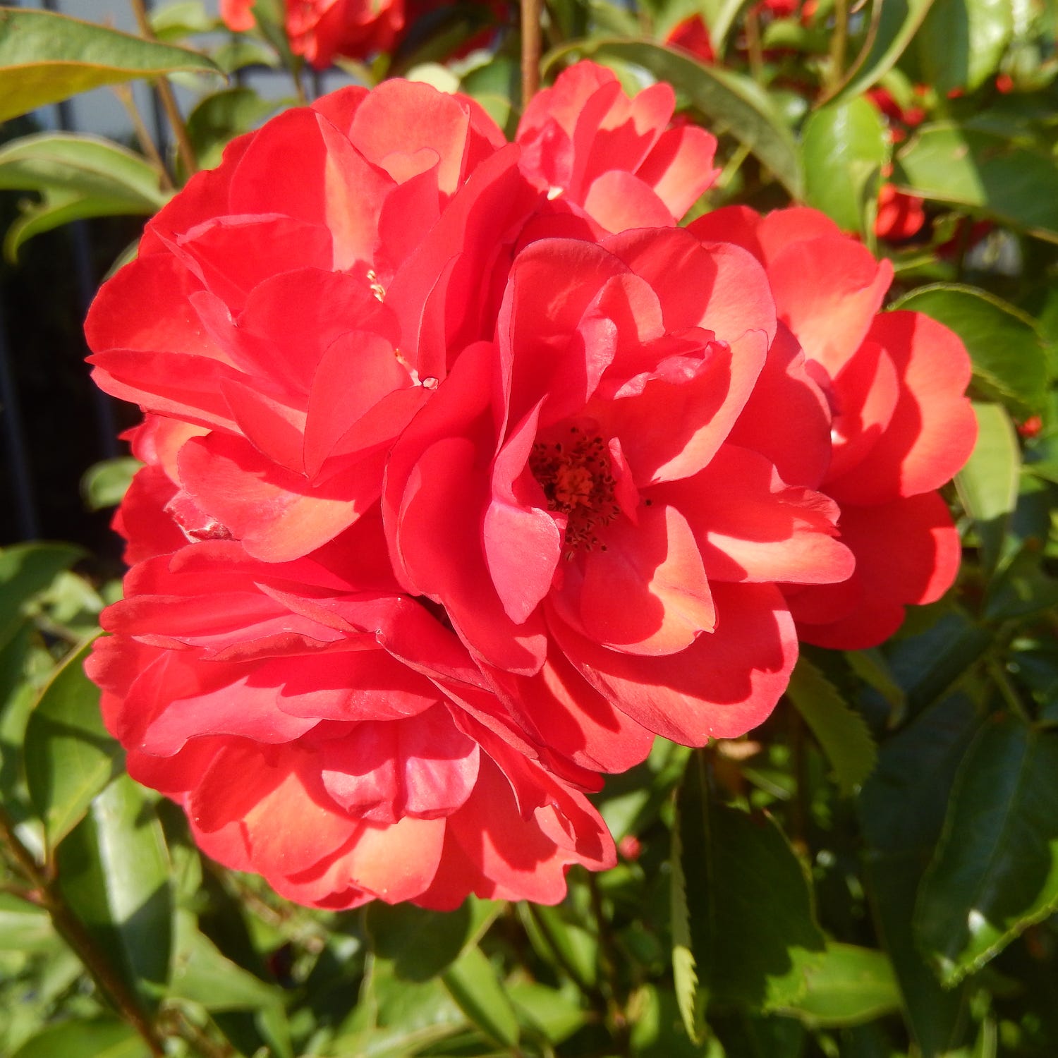 vibrant red floral cluster surrounded by green leaves