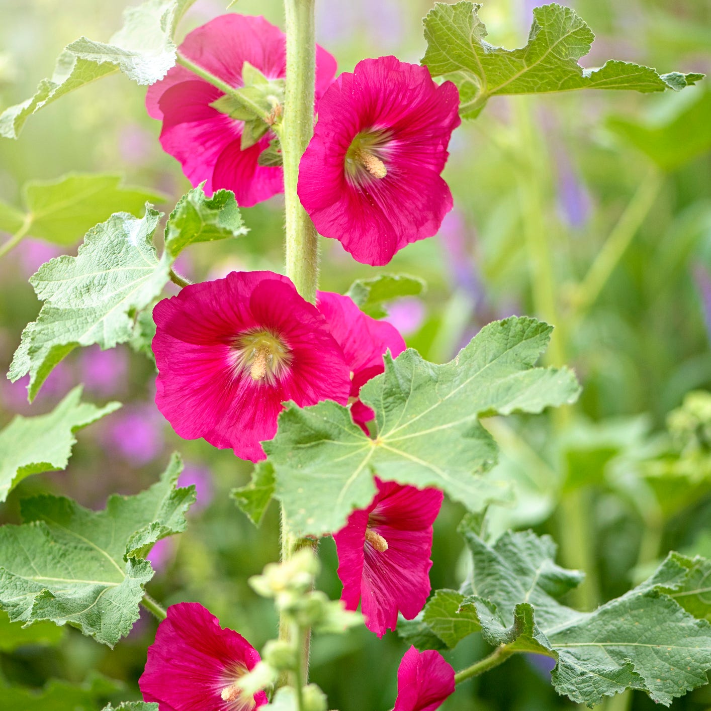 hollyhock