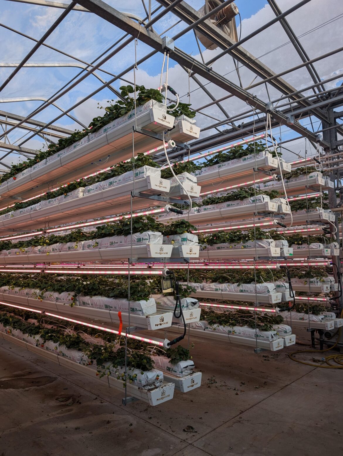 How do you think growing vertically？