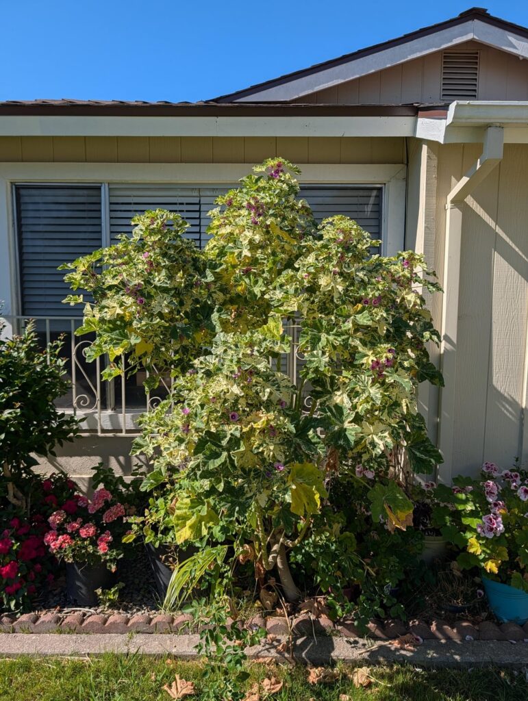 Just sharing my gorgeous variegated tree mallow. Just sharing my gorgeous variegated tree mallow.