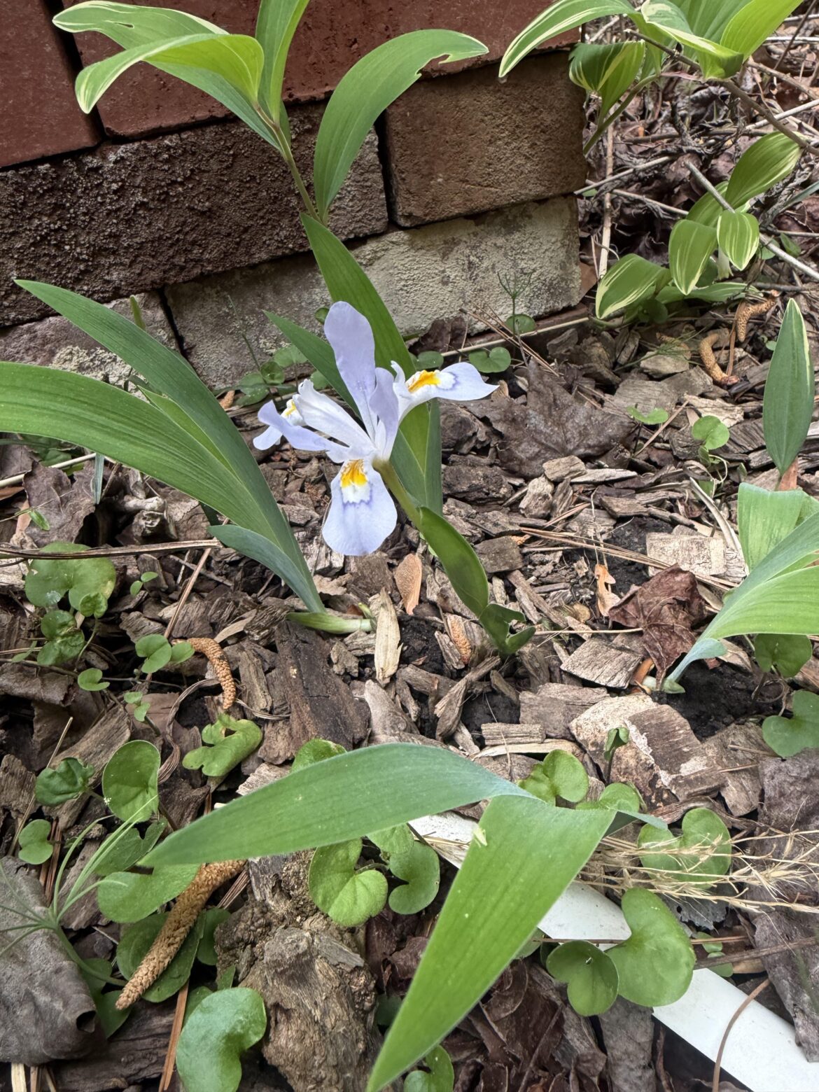 Iris cristata