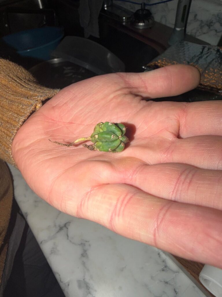 We were told on fb marketplace that this is a San Pedro. Did we score?