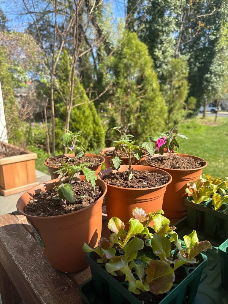 Tomato question