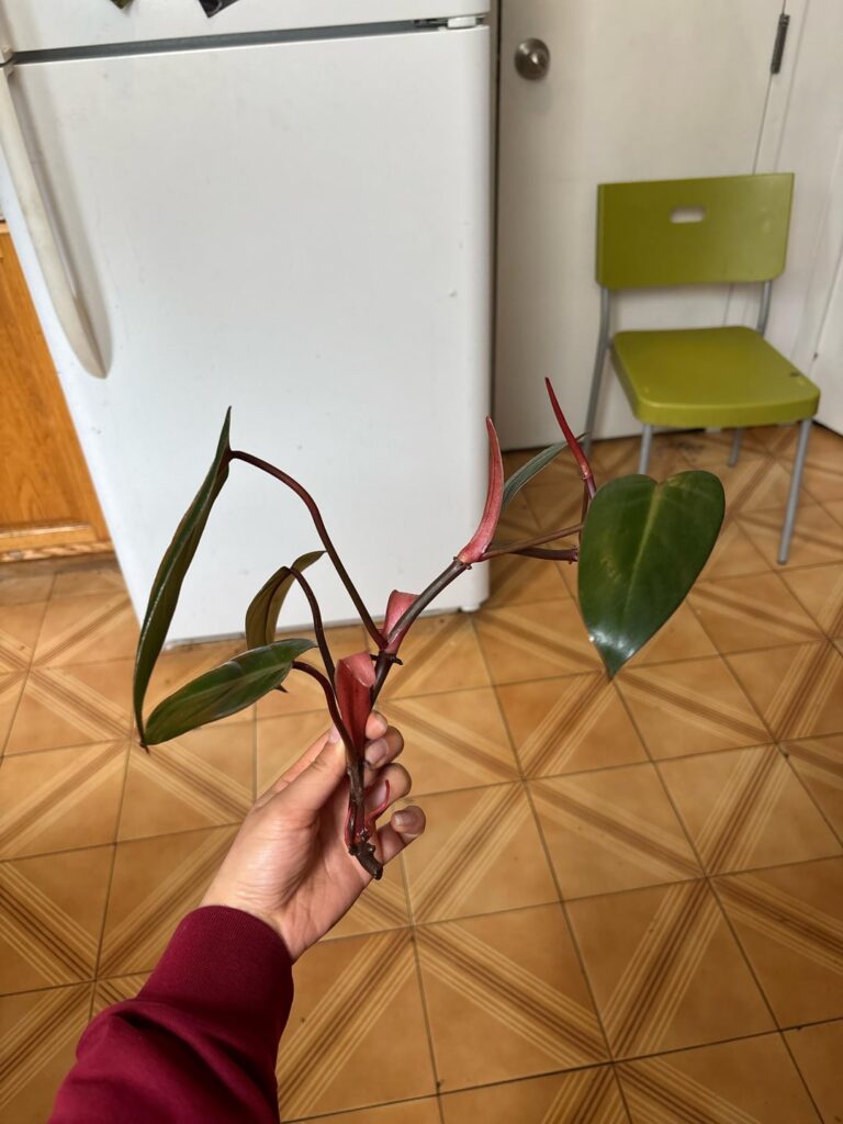 Is this ready to be planted?