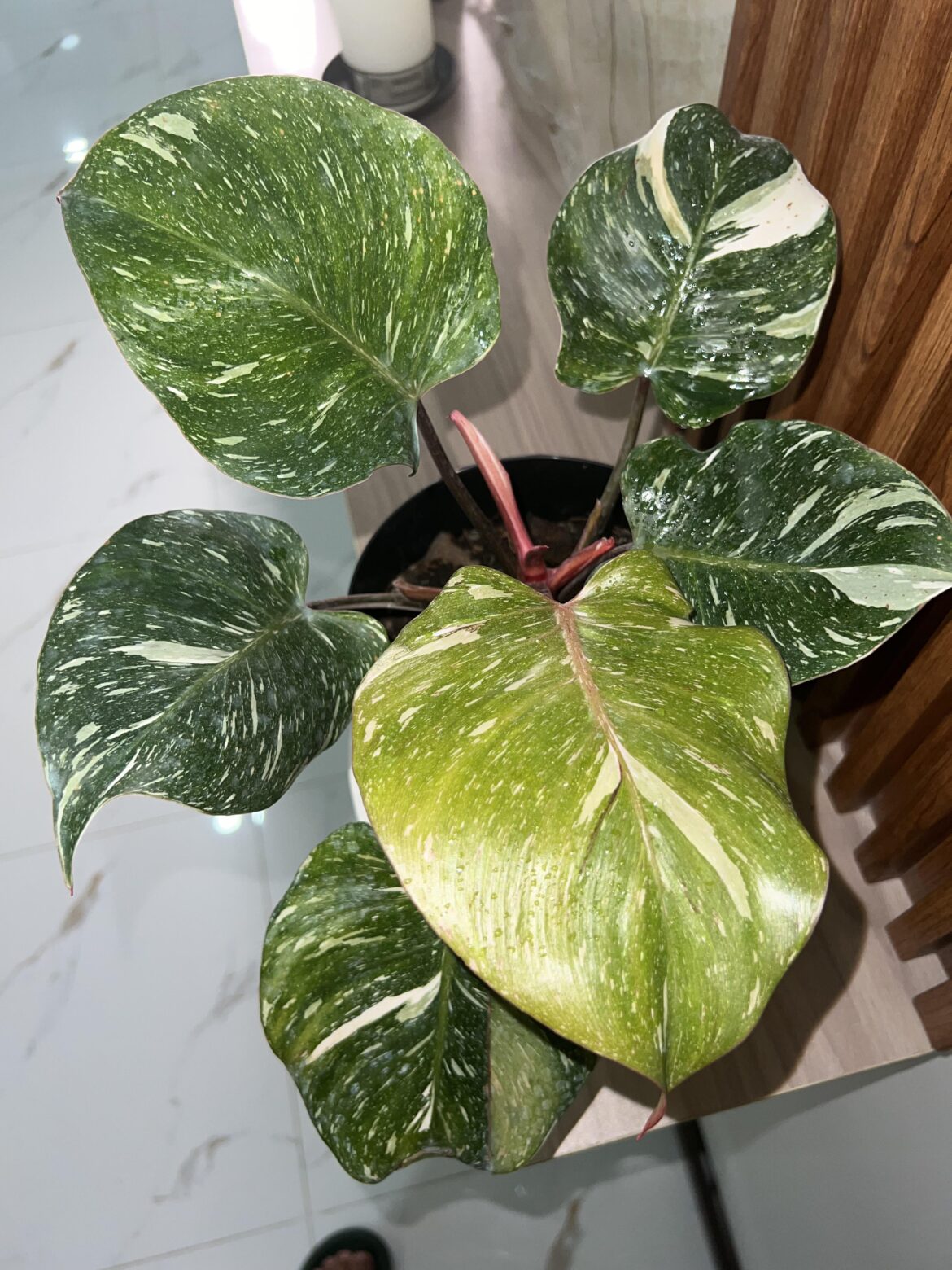 got gifted to me what kind of white is it?