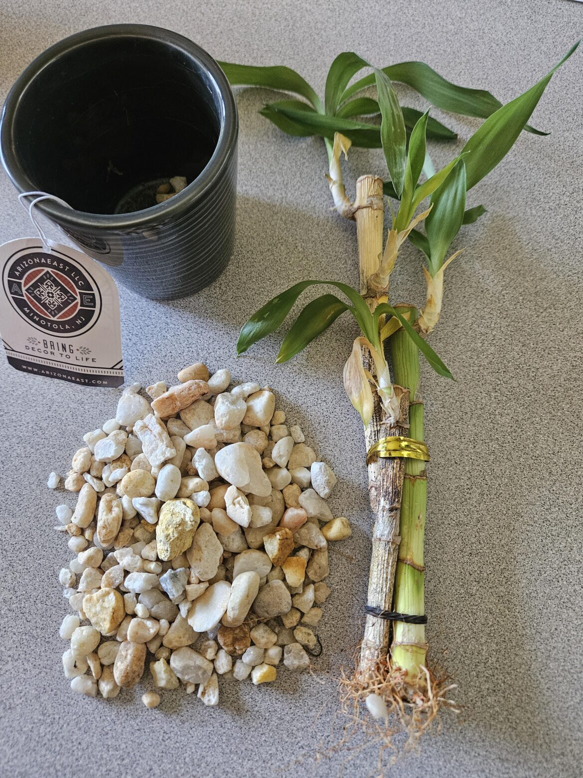 Indoor bamboo not doing so good