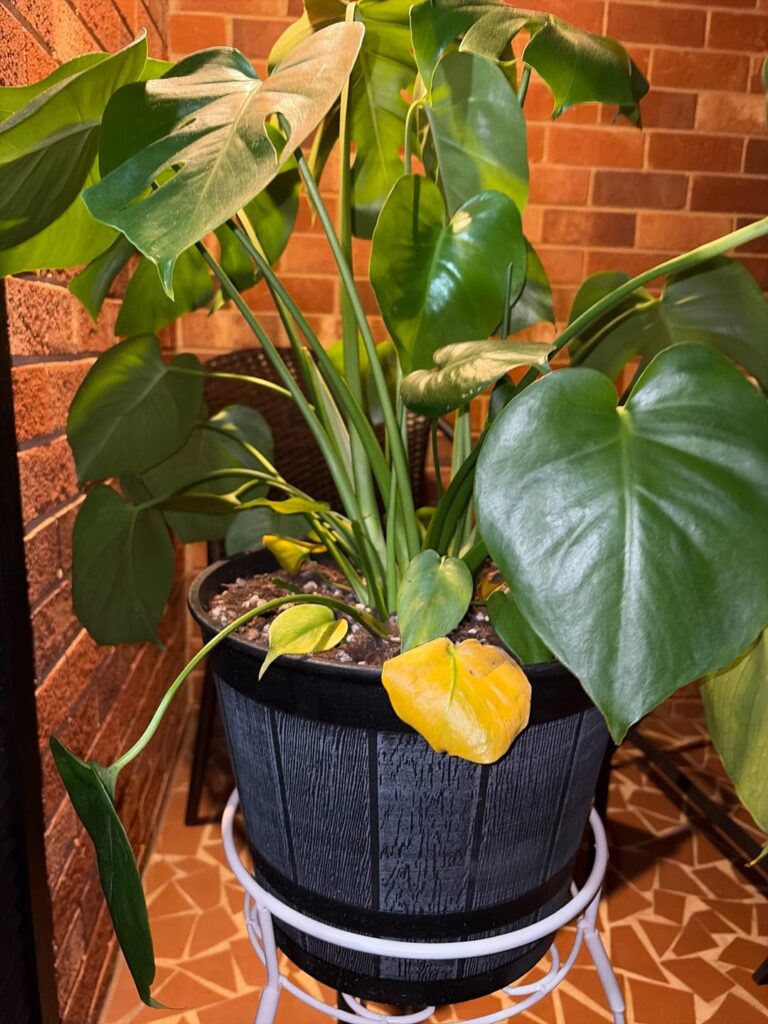 yellow leaves - thrips