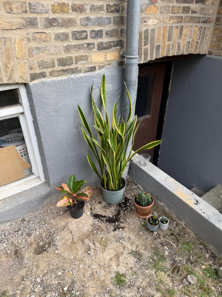 SOS sansevieria