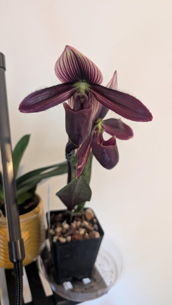 Second bloom, as promised
